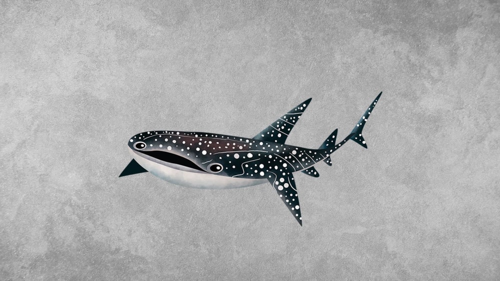 Whale Shark: Facts, Diet, Conservation