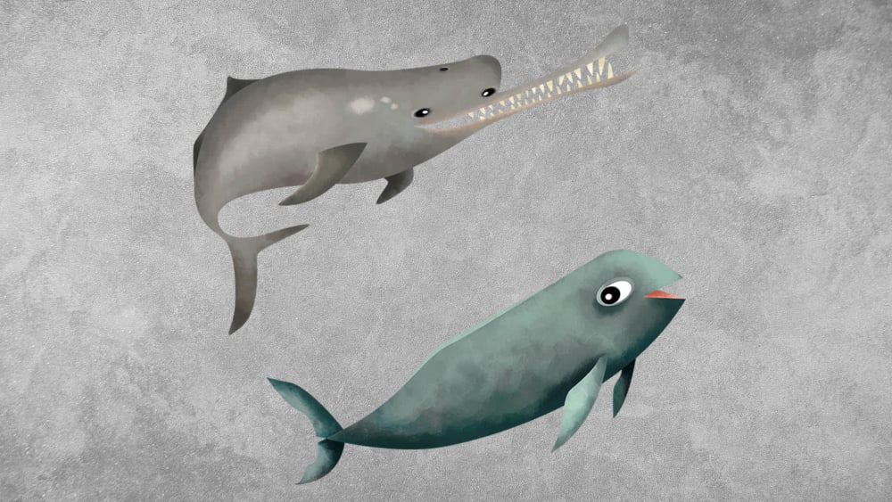 Dolphins and Porpoises: What’s the Difference?