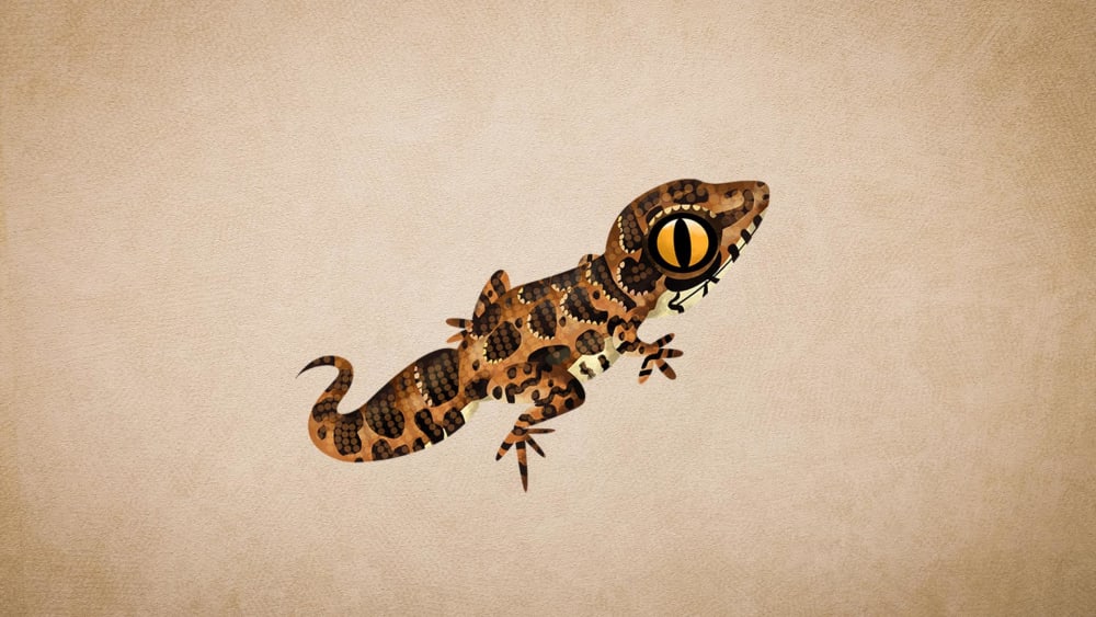 Jeypore ground gecko: Facts, Rediscovery, Threats
