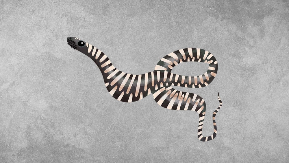 Little File Snake: Facts, Range, Scales