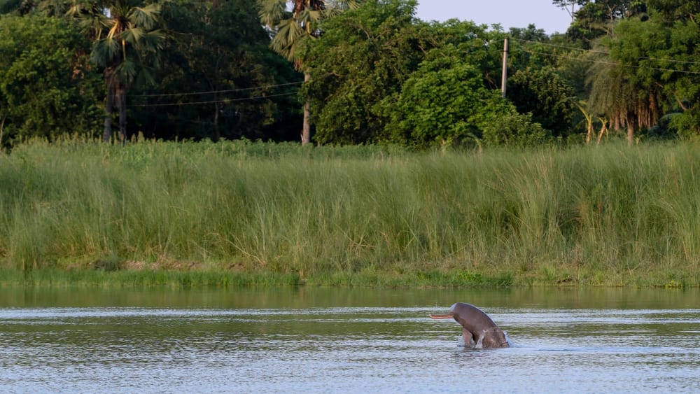 Pingers and an Attempt to Save the Ganges River Dolphin