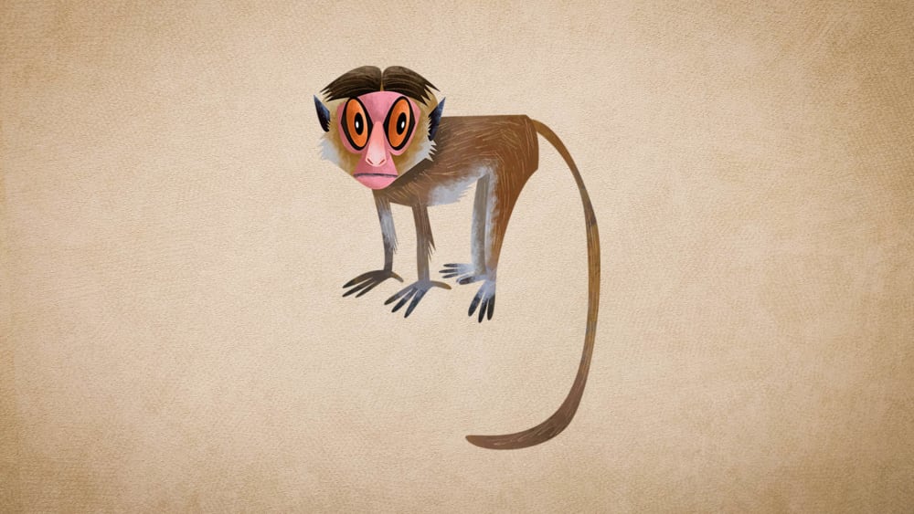 Bonnet Macaque: Facts, Range, Threats