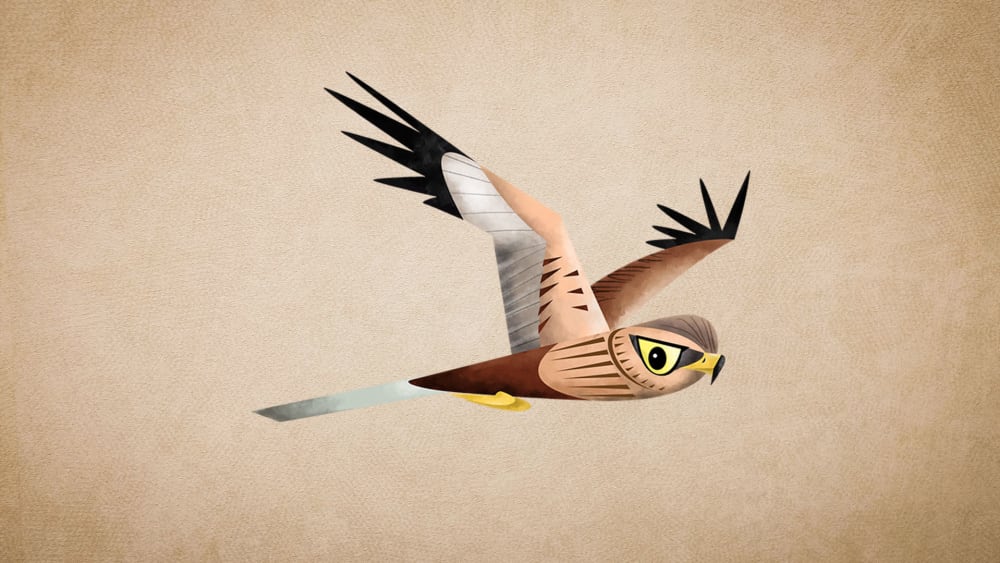 Western Marsh Harrier: Facts, Subspecies, Habitat