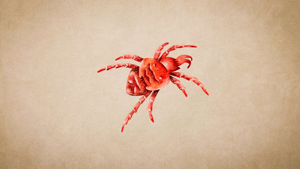 Red Velvet Mite: Habitat, Courtship and Lifecycle