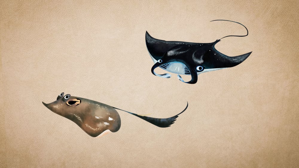 Manta Rays and Sting Rays
