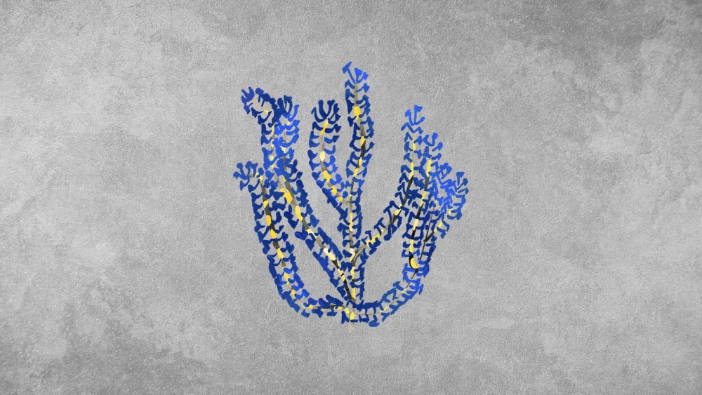 Sea Fans: Facts, Structure, Threats