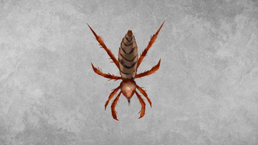 Camel Spiders: Facts, Hunting Strategies and Distribution