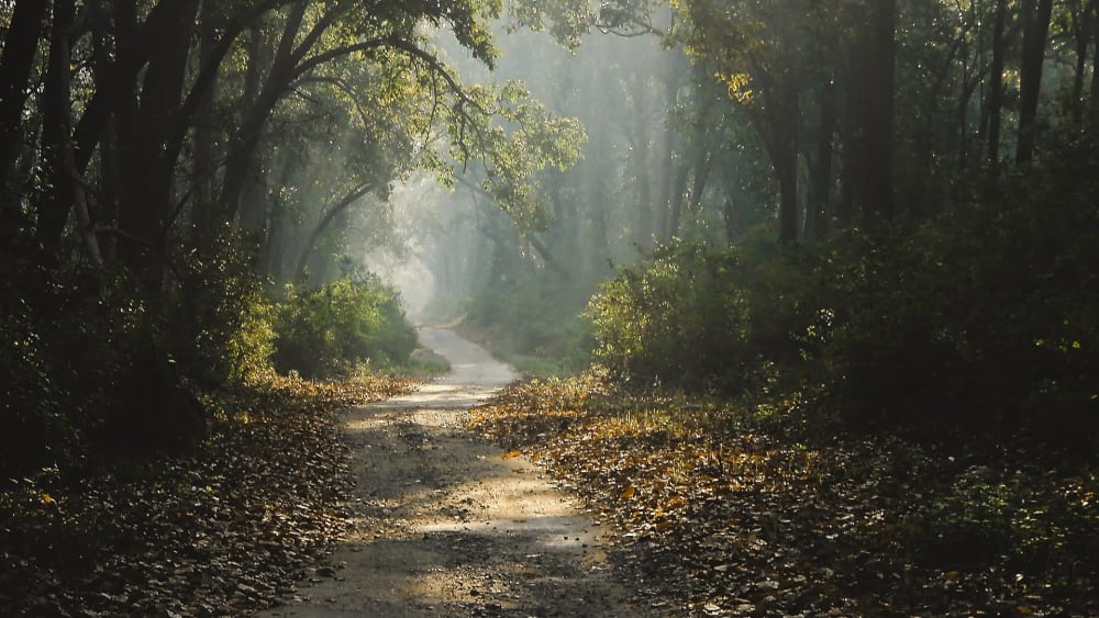 Jim Corbett National Park: The Making of India’s First National Park