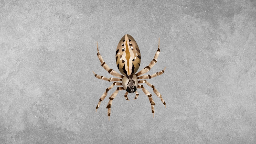 Social Spiders: Facts, Habitat, Communal Living