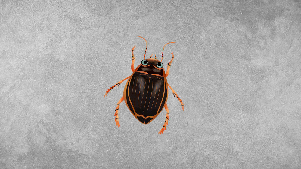 Aquatic Beetles: Habitat, Distribution and Ecosystem Roles