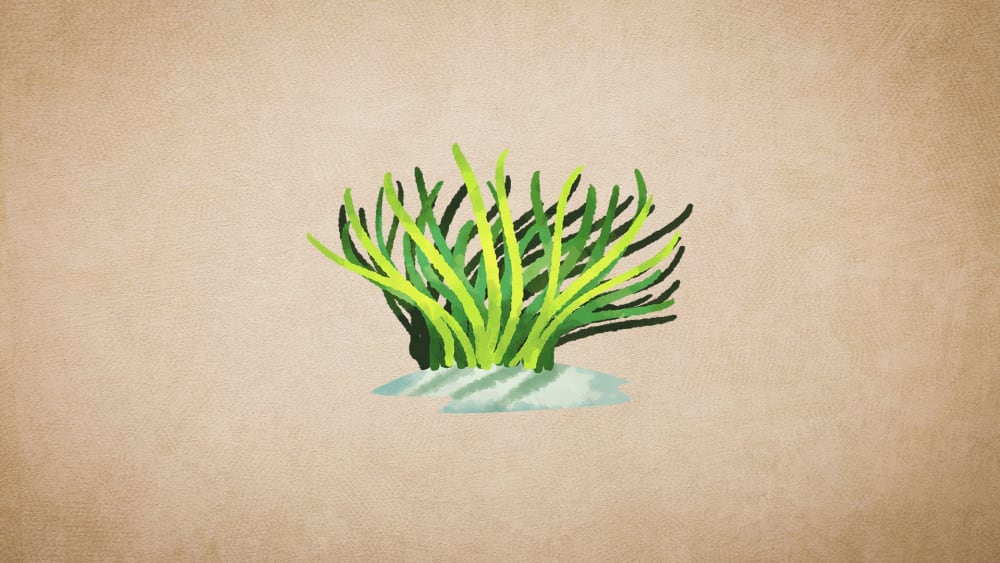 What are Seagrasses?