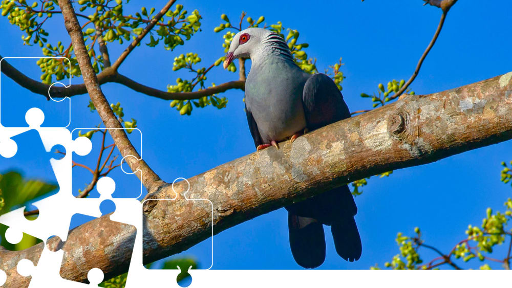 Wildlife Puzzle: Andaman Wood Pigeon