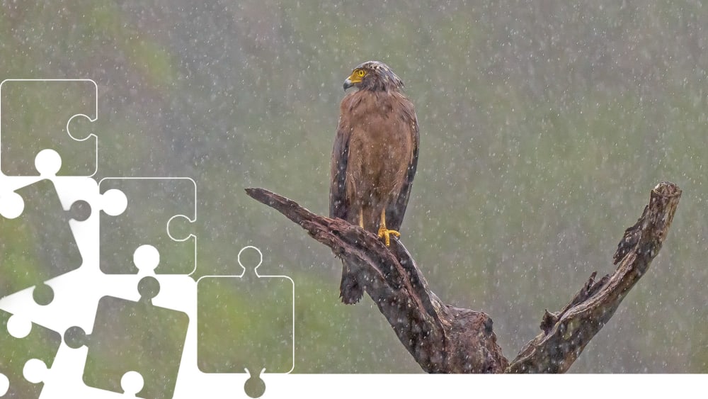 Wildlife Puzzle: Crested Serpent Eagle