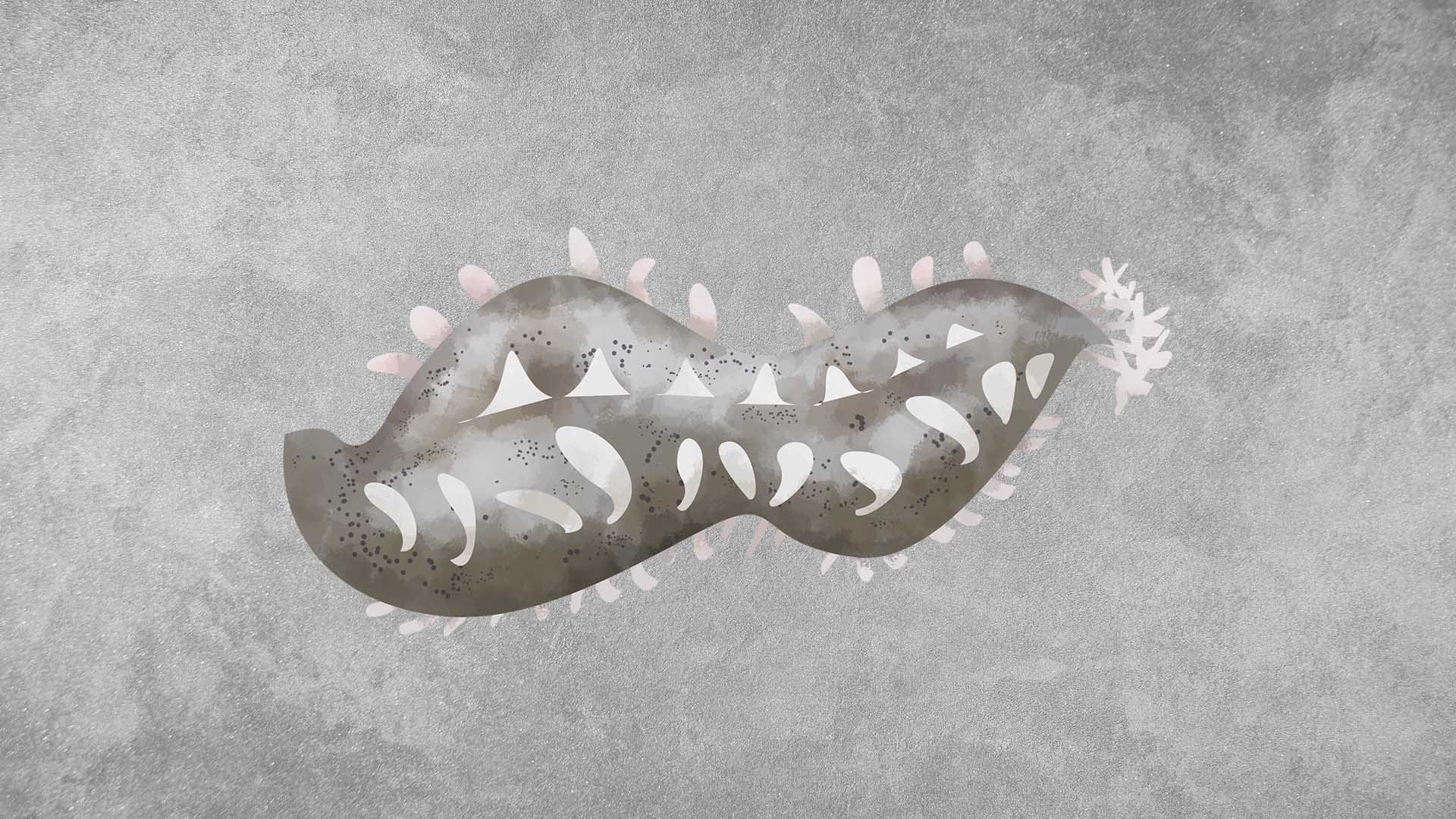 Sea Cucumbers: Facts, Diet, Threats