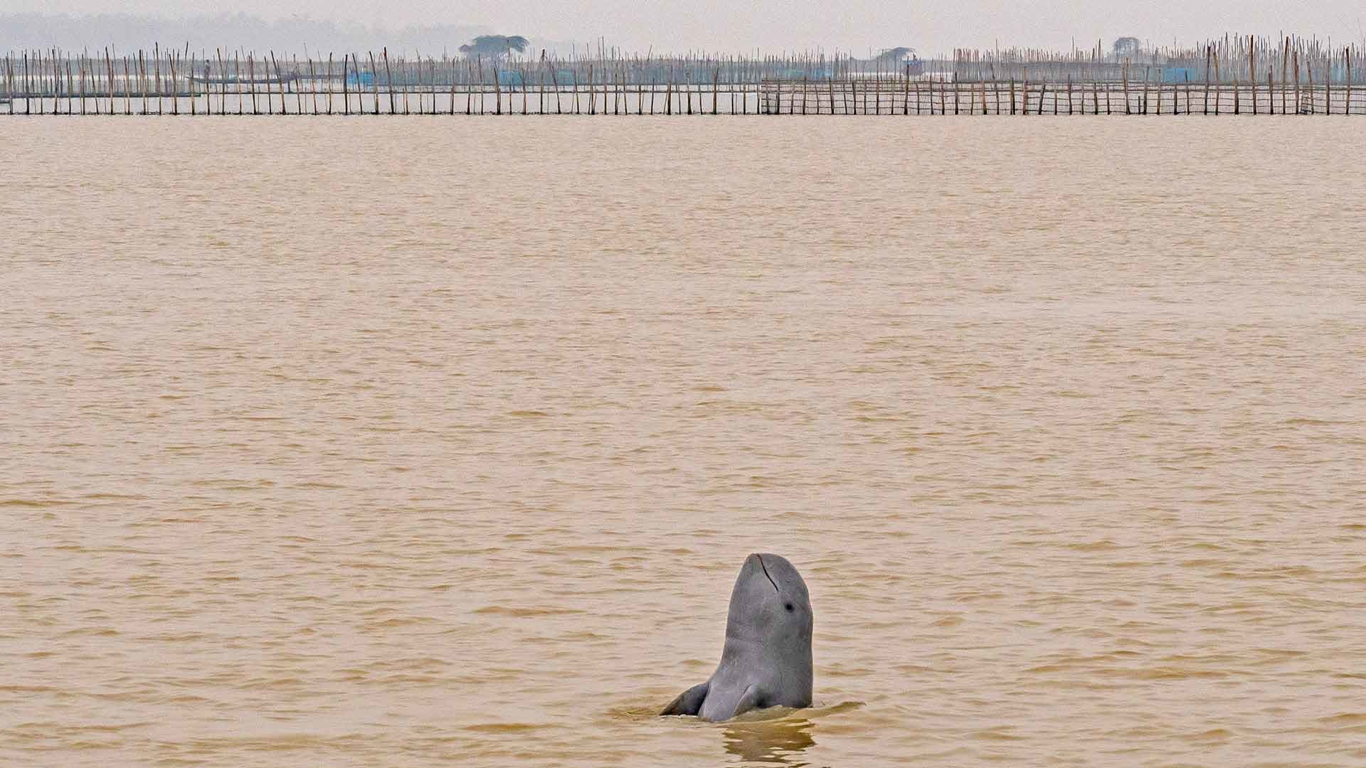 A Fine Balance: Irrawaddy Dolphins in Chilika Lake