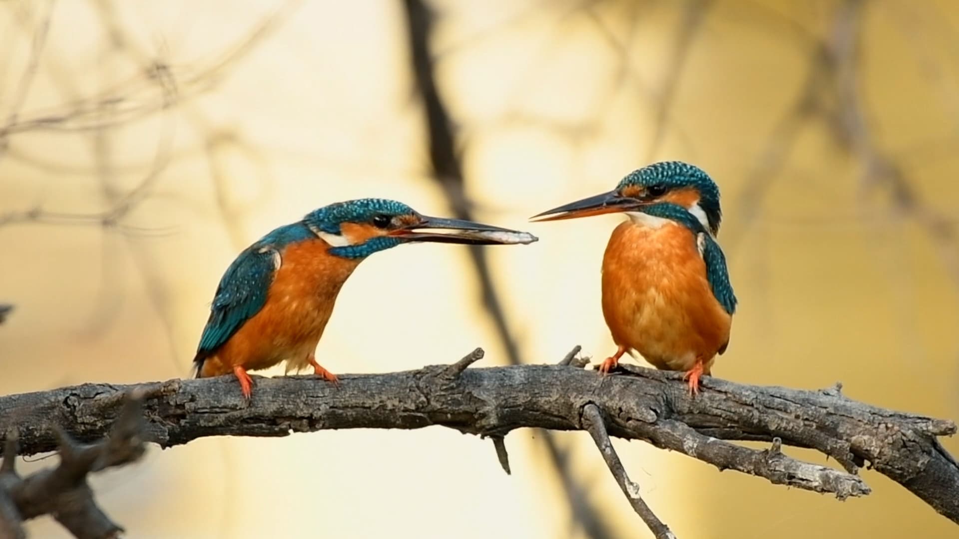 Eat, Prey, Love: Lake-side Romance of a Common Kingfisher