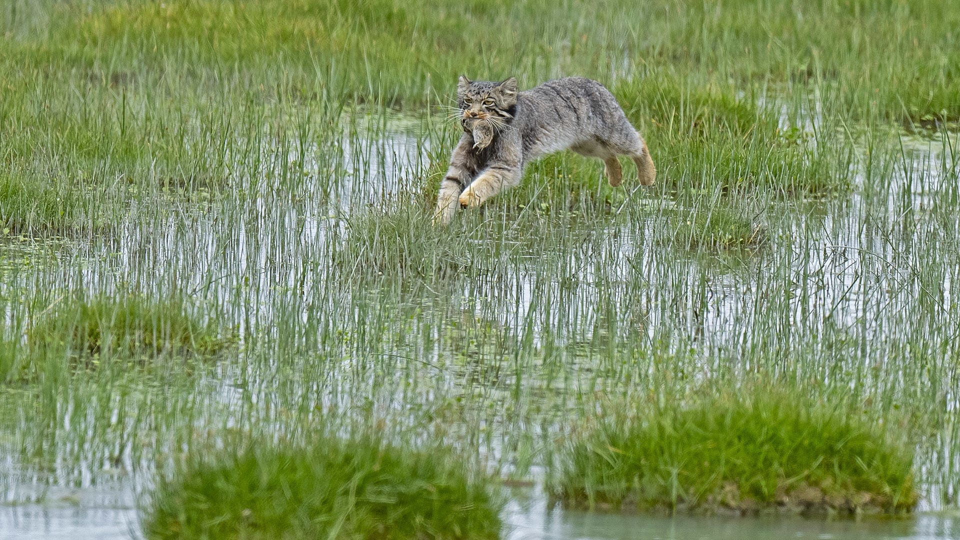 Pallas’s Cat: Silent Predator of the Trans-Himalayas