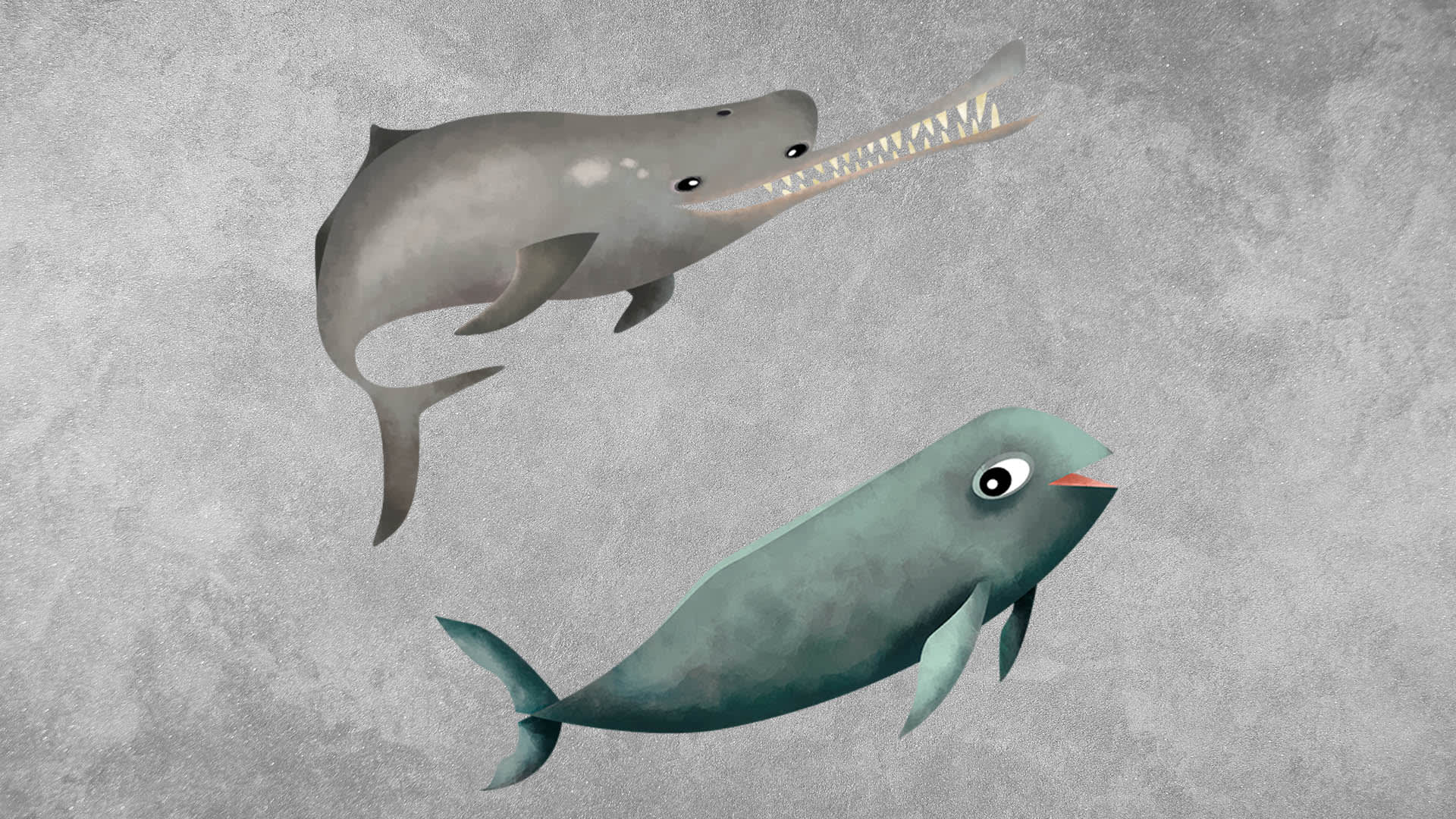 Dolphins and Porpoises: What’s the Difference?