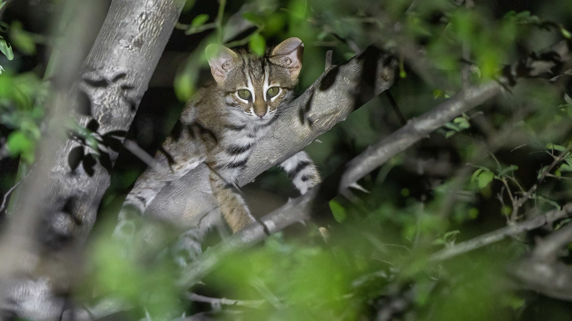 rusty-spotted cat