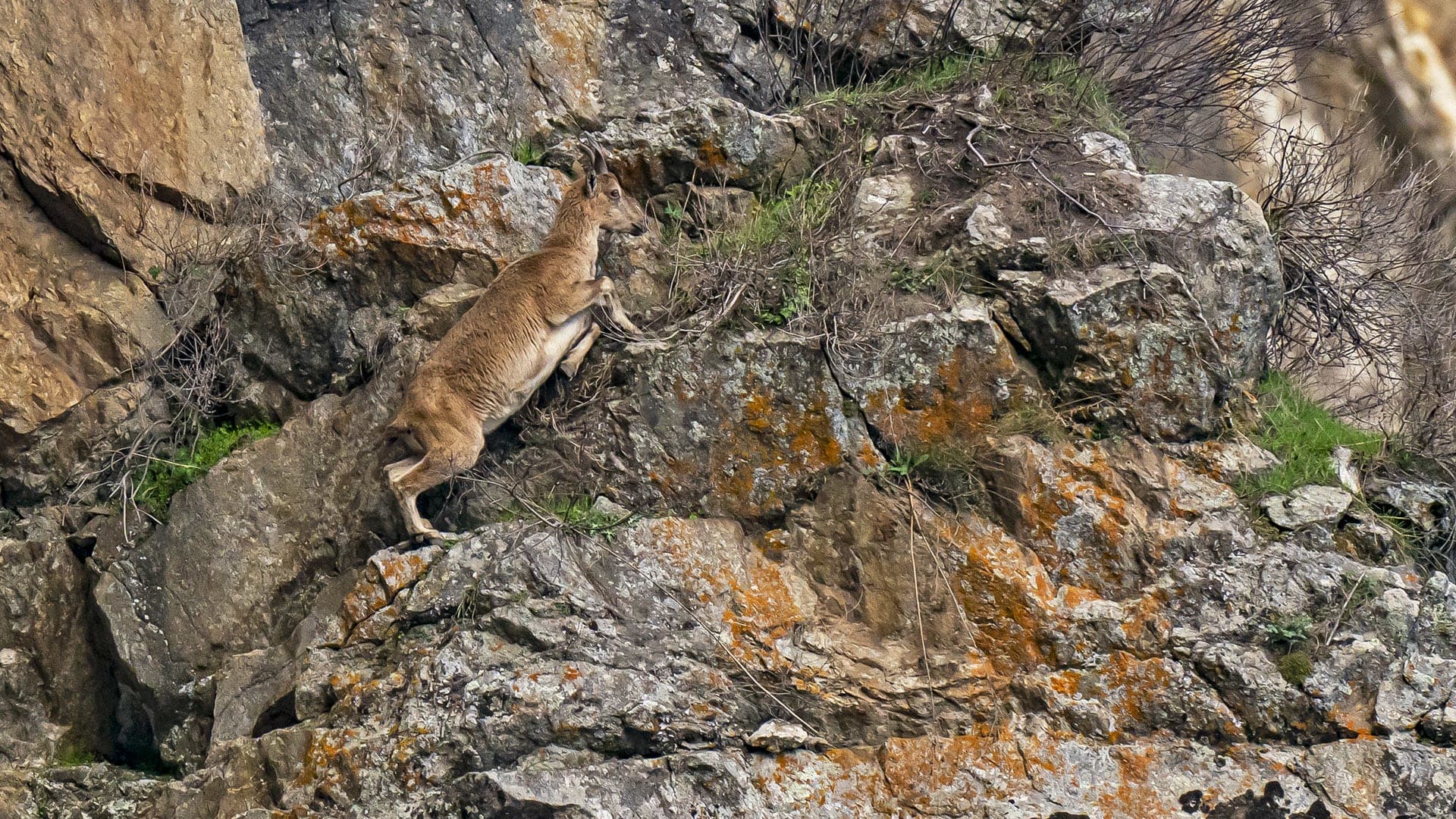 Guardians of the Cliffs: The Kashmir Markhor in Kazinag National Park