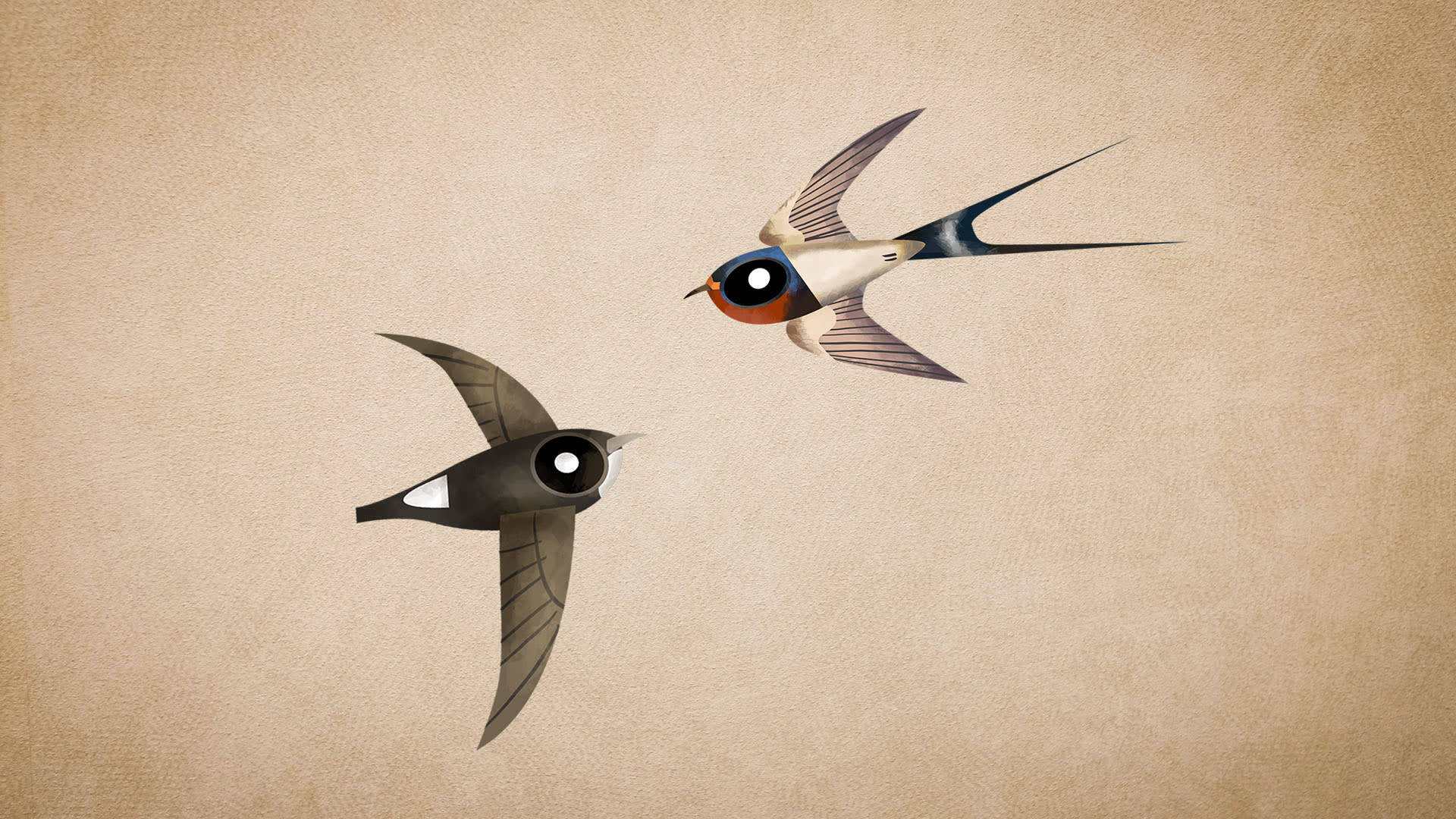 Swifts and Swallows : What's the Difference?