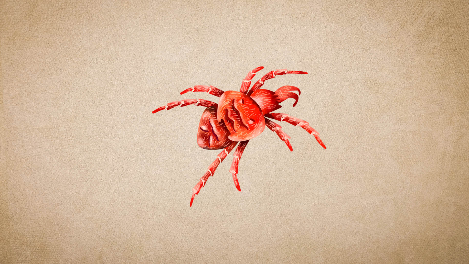 Red Velvet Mite: Habitat, Courtship and Lifecycle