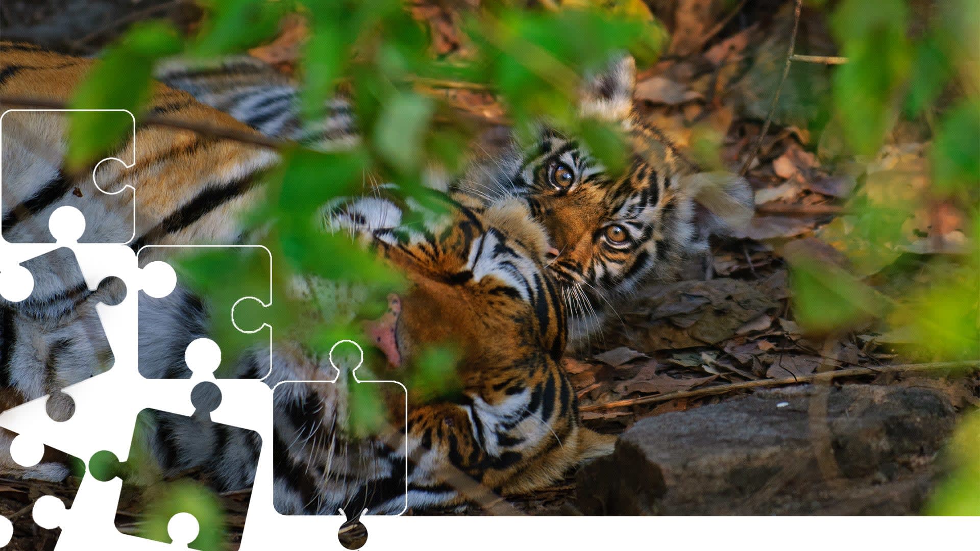 Wildlife Puzzle: Tiger and cub