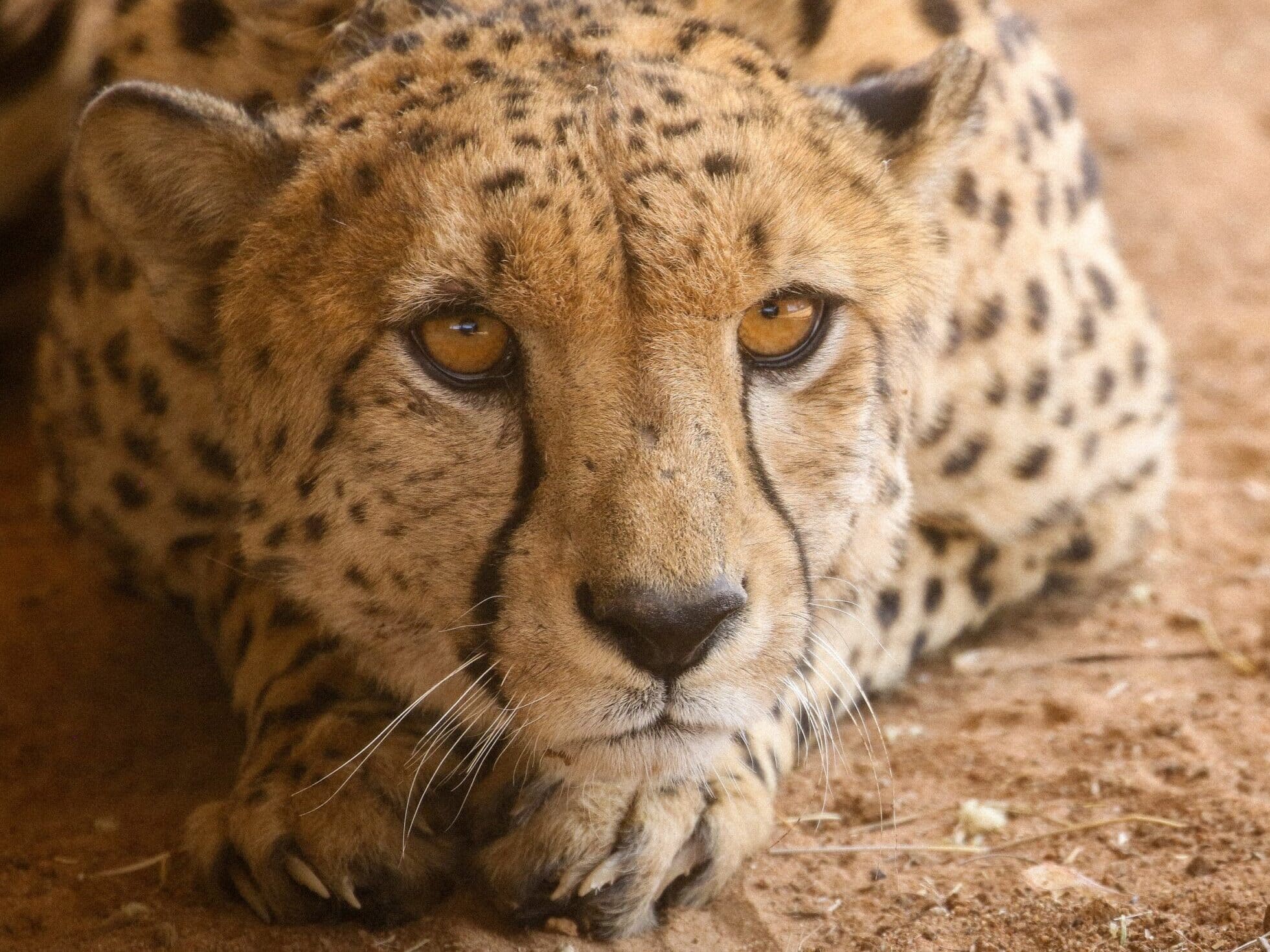 Humidity and Weather Conditions Take its Toll on Cheetahs in Kuno