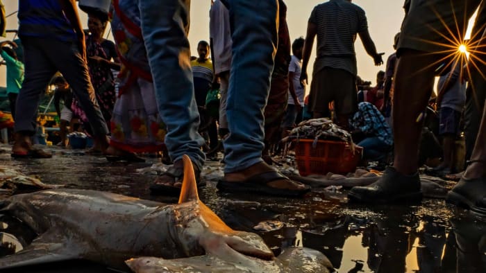 Hammerhead sharks in Vizag, Andhra Pradesh