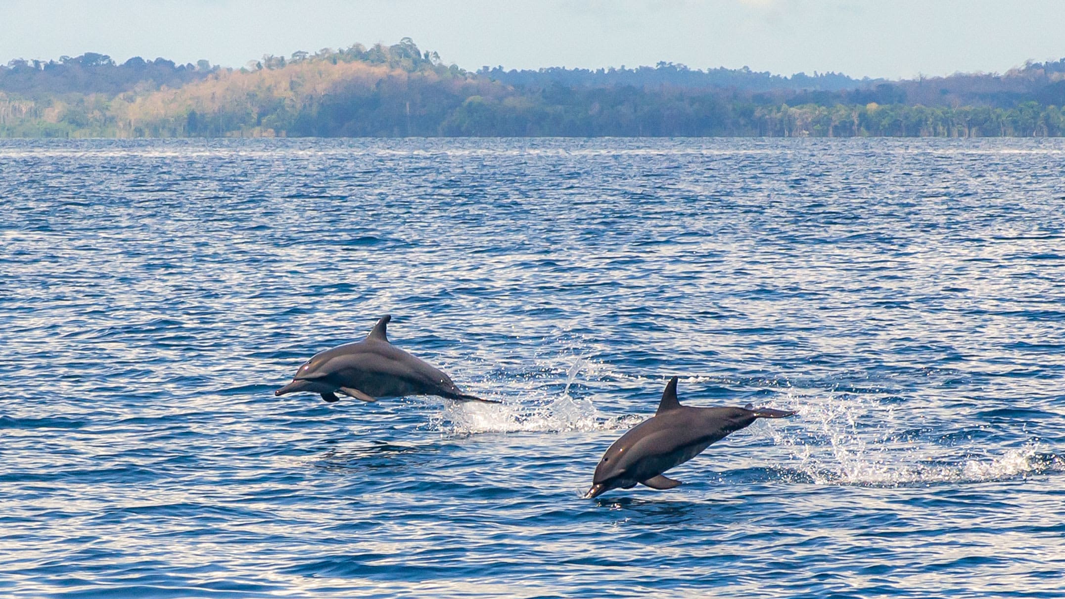 Tragedy and Wonder: Marine Mammal Strandings