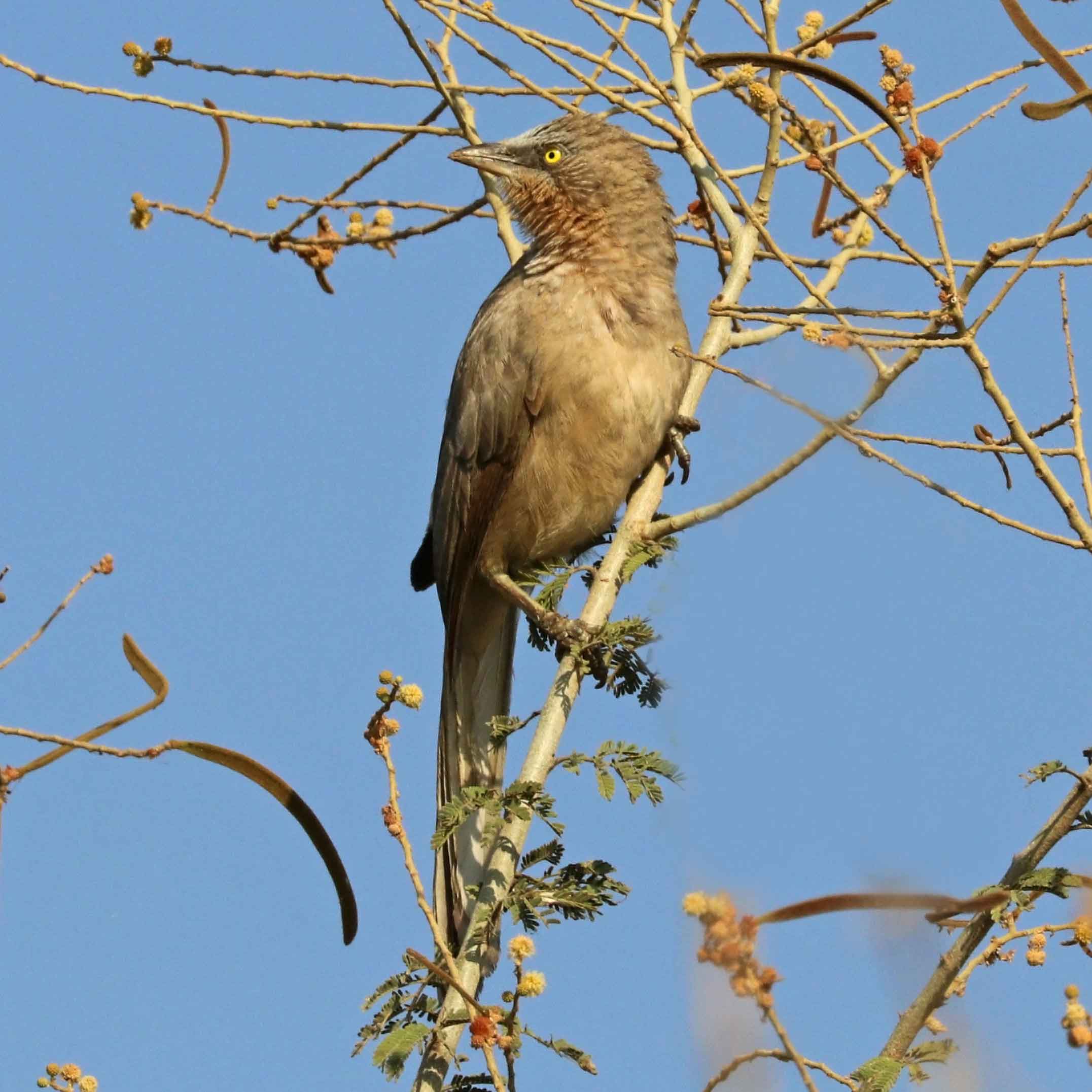 City Slickers: The Large Grey Babblers of Delhi