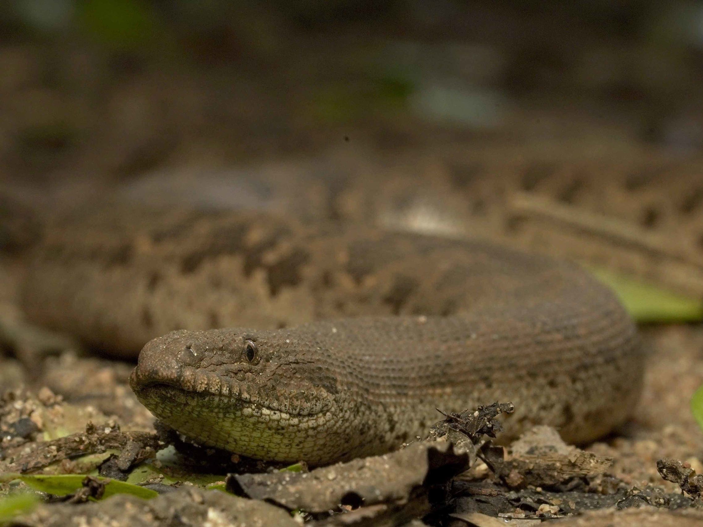 A rough-scaled or common sand boa.