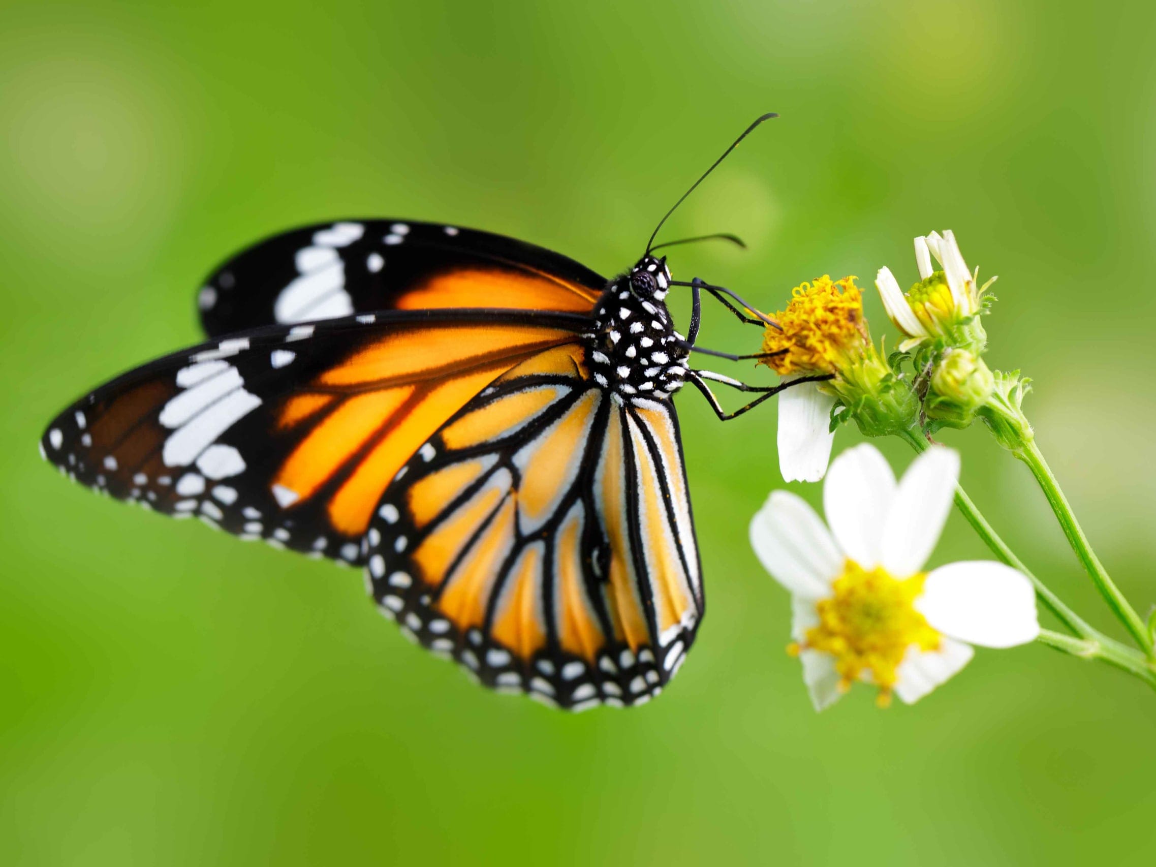 A common tiger butterfly.