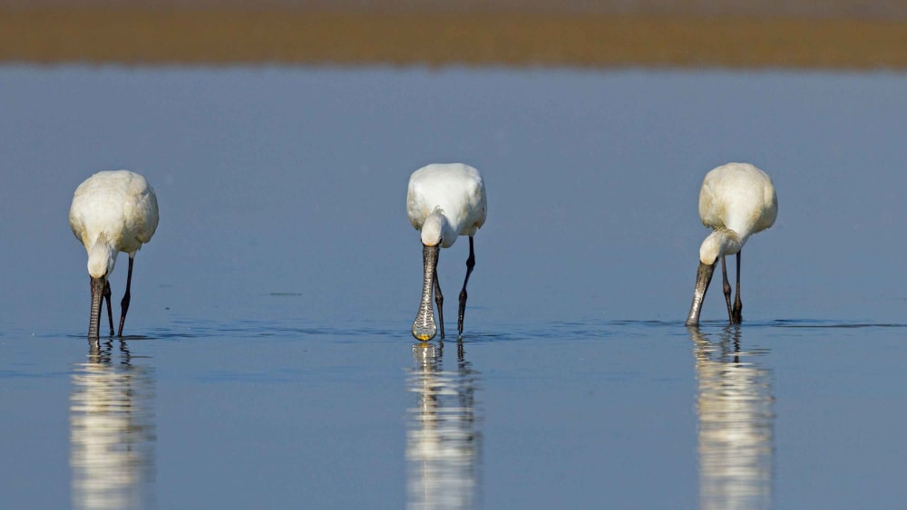 Eurasian Spoonbills: The Moody Minesweepers