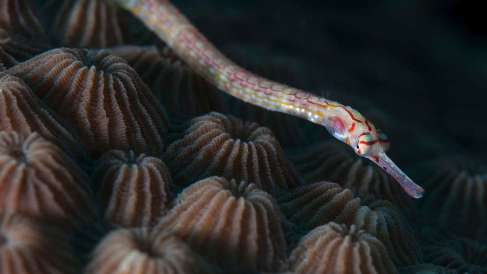 Odd Shape of You: Atypical Fish in the Ocean