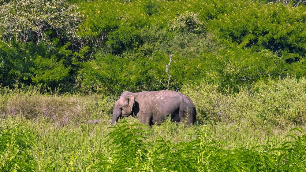 The Hidden Crisis of Elephants in Our Protected Areas