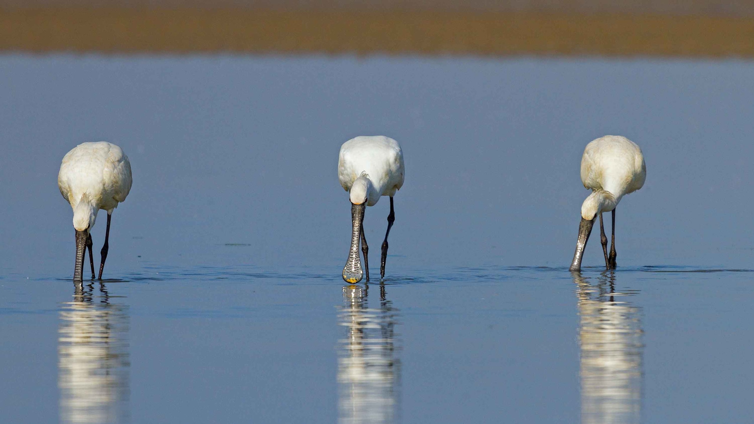 Eurasian spoonbill