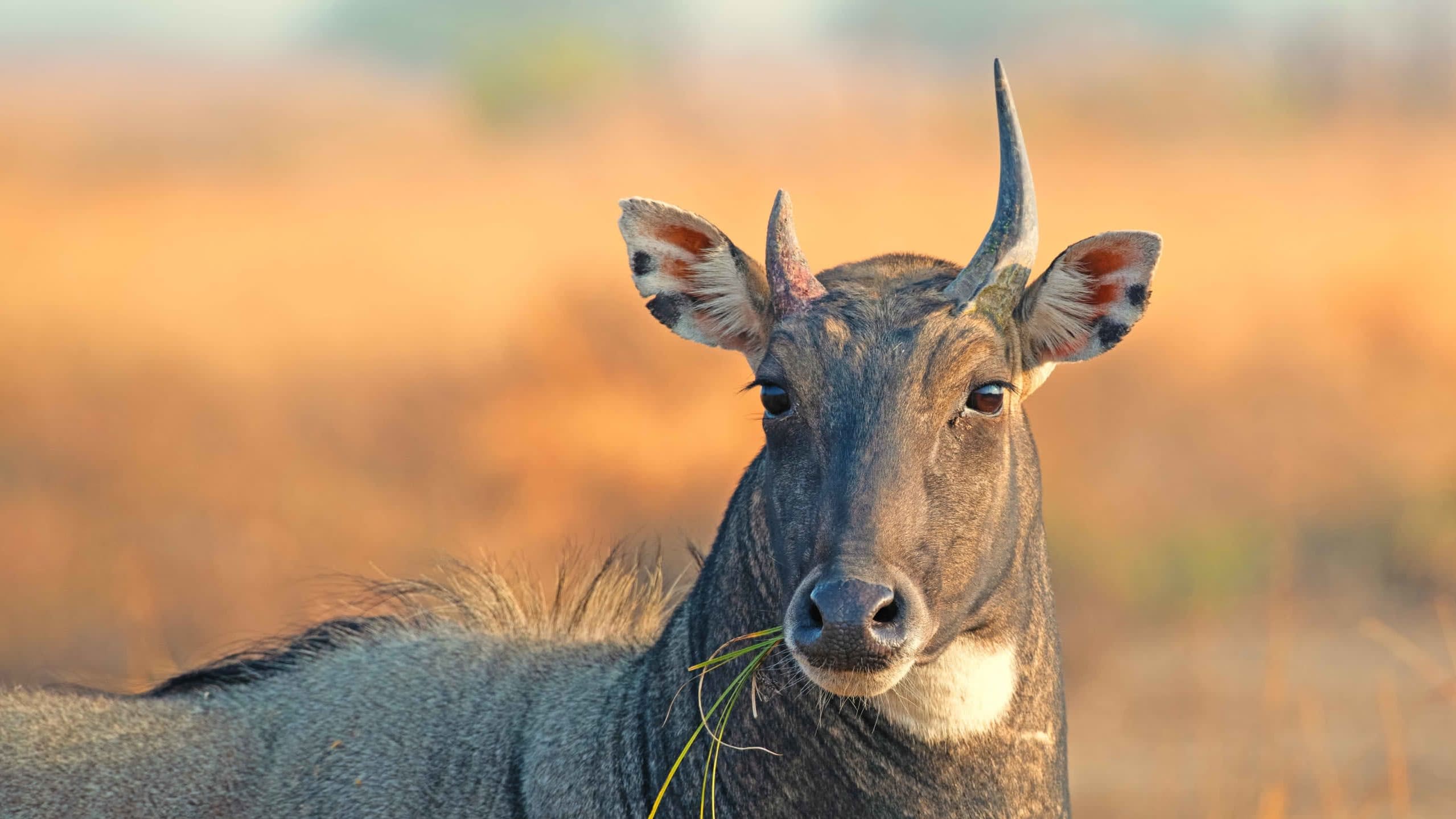 Farmers Suffer as Nilgai Numbers Rise