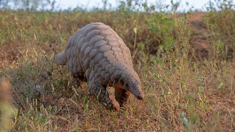 Illegal Trafficking: What it Takes to Rescue Pangolins
