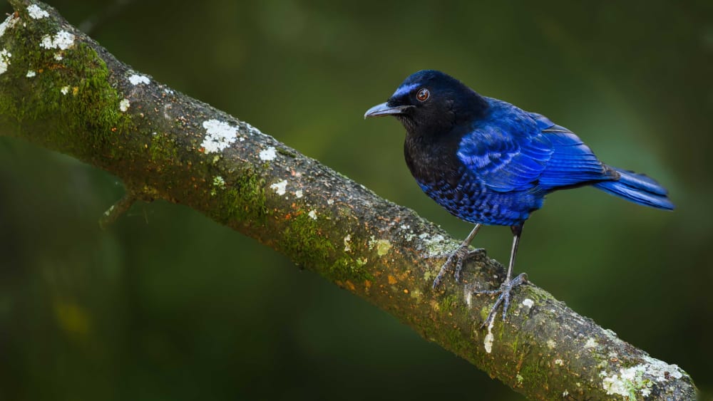 Malabar Whistling Thrush: The Lonely Schoolboy
