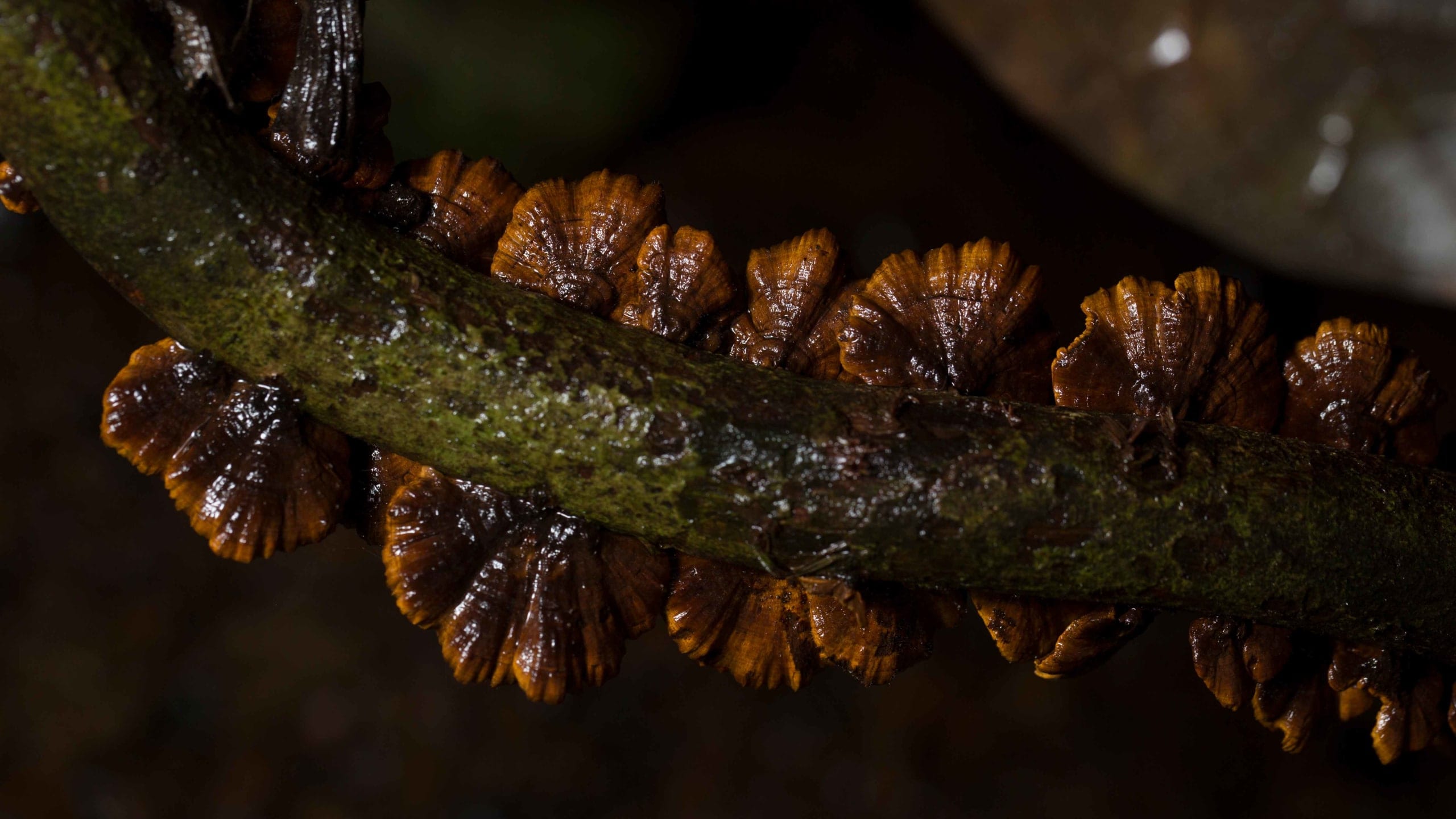 Bracket fungi