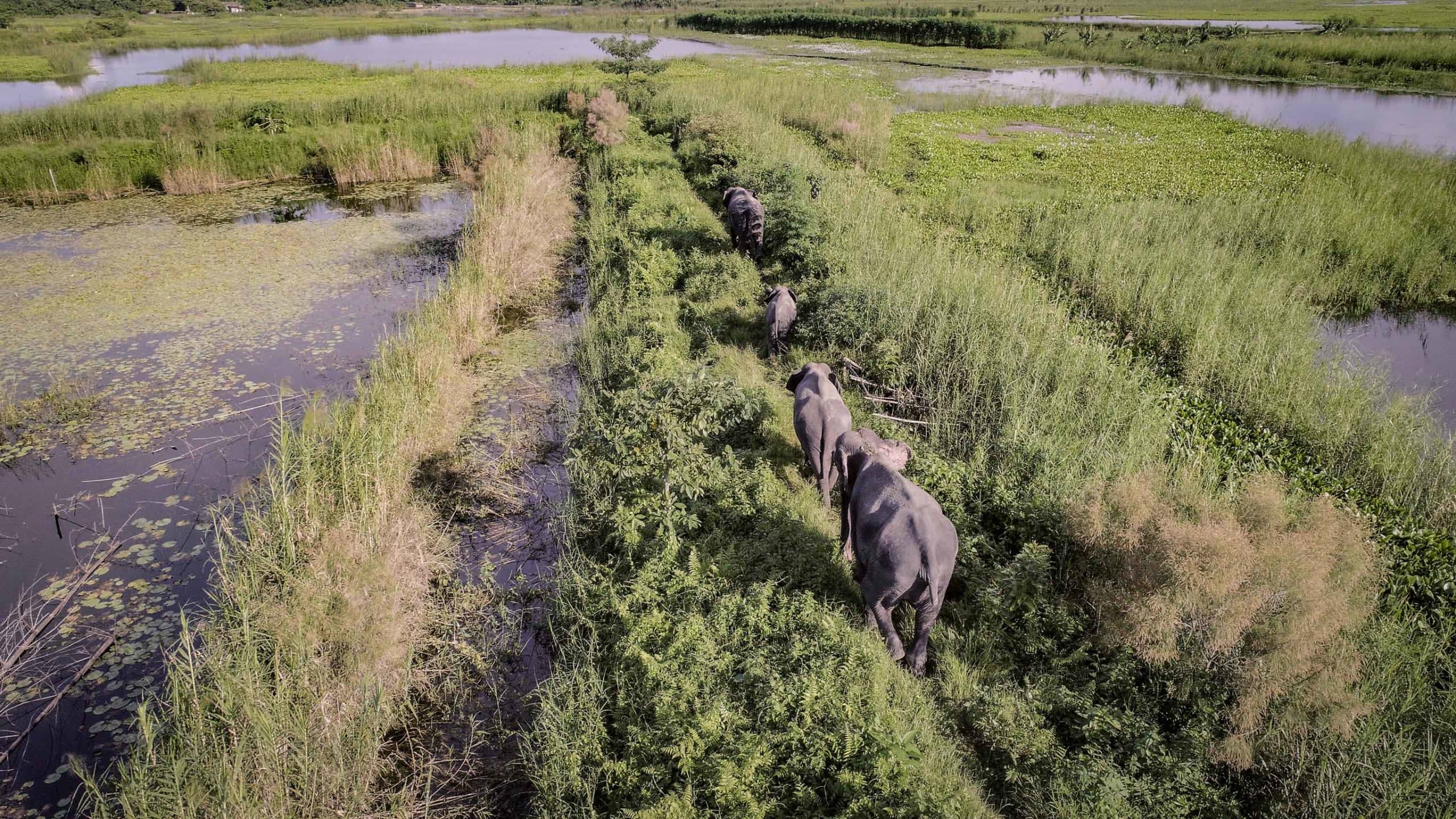 India has Five Genetically Distinct Populations of Elephants