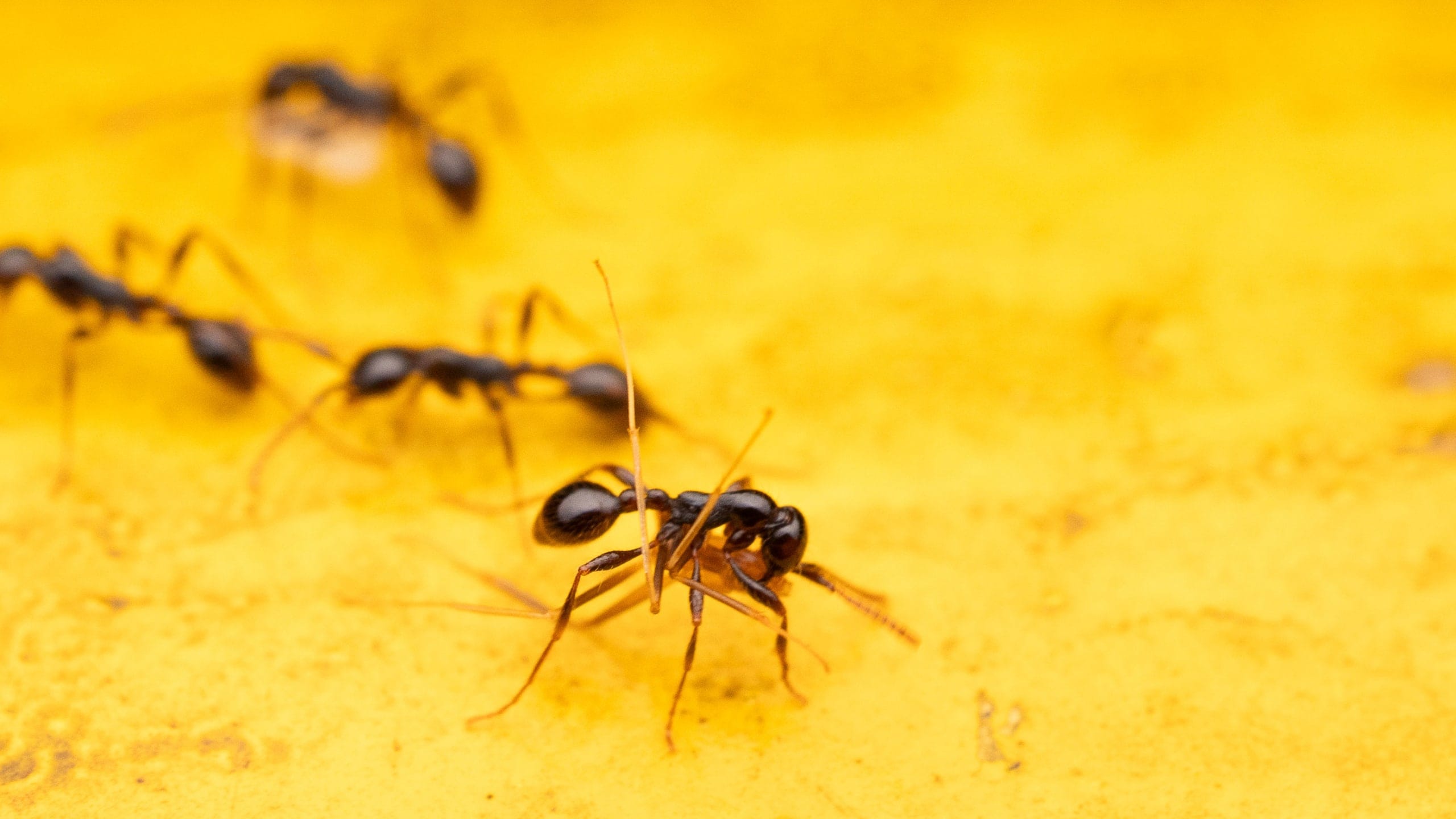 Old World Army Ants: Ruthless Marauders of the Ant Kingdom