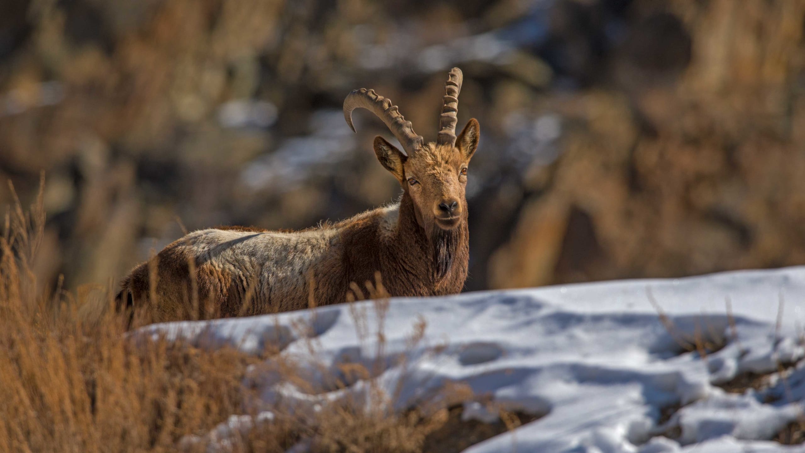 Himalayan Ibex: Sentinels of Stone and Snow
