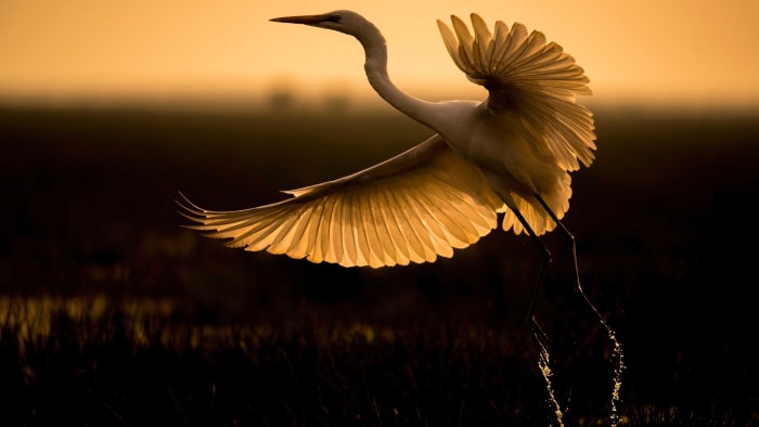 Ascending Grace: The Egrets Of India