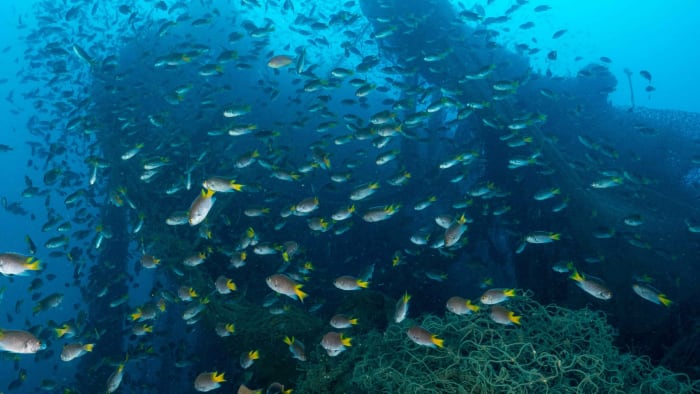 The Dutch Ship That Bloomed Beneath the Sea