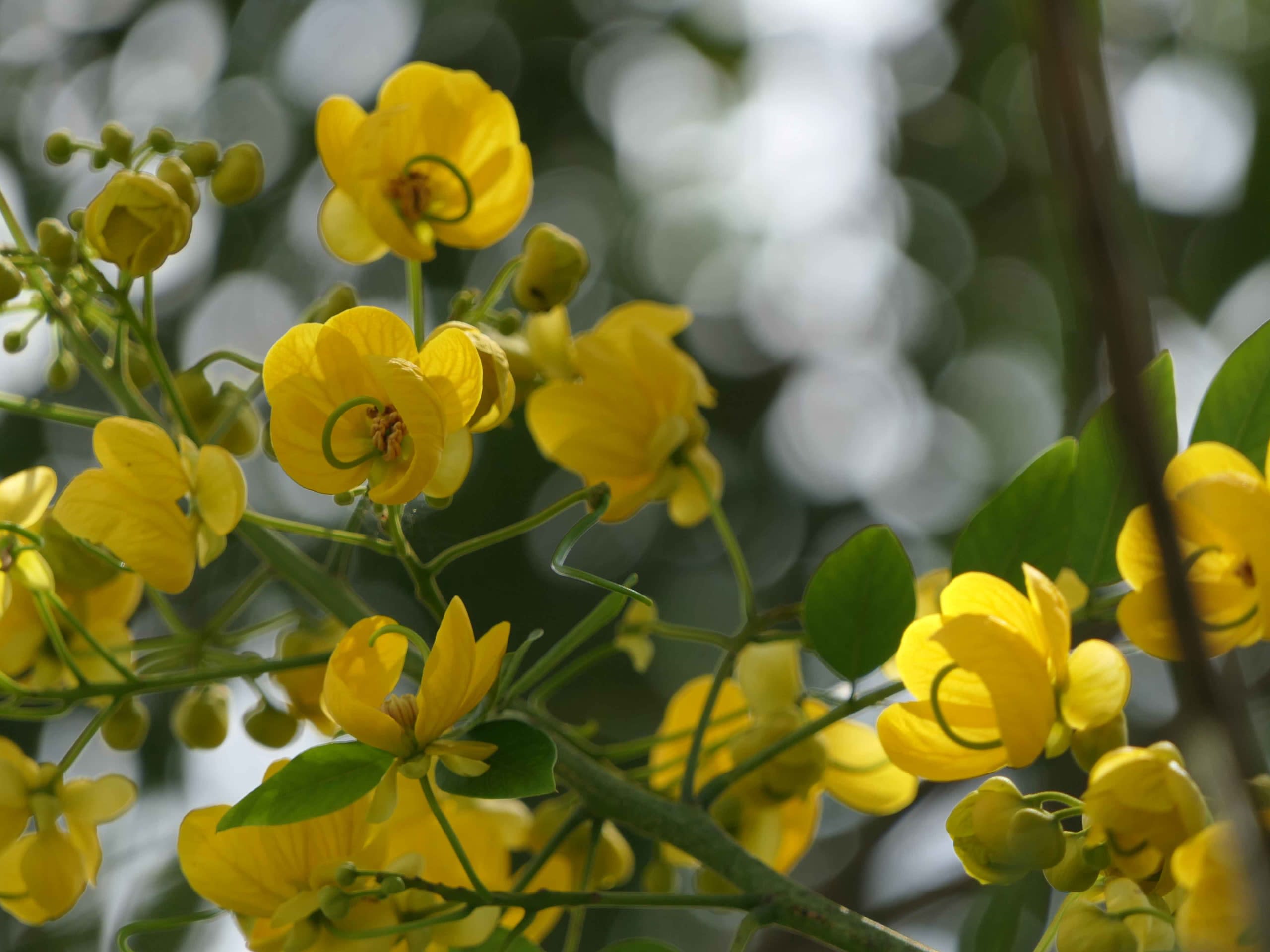 Senna spectablis