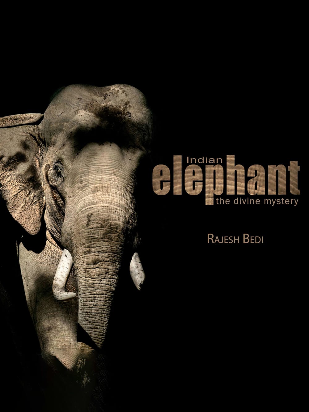 Photographing the Enigma of Elephant Sleep