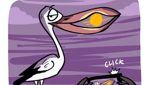 This Openbill Stork Knows How to Strike a Pose