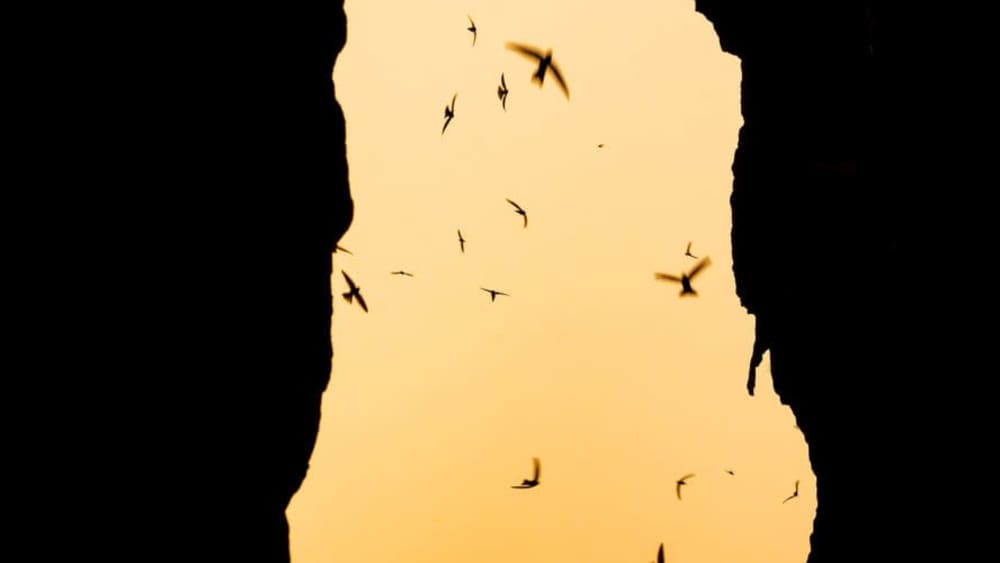 Echoes of the Swiftlets: Exploring the Hidden World of the Indian Swiftlet